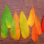 De ce isi schimba frunzele culoarea toamna? Experiment stiintific pentru copii curiosi