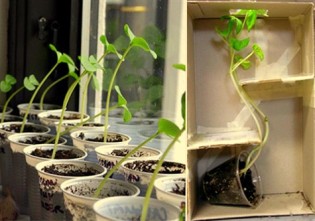 experiment cum cresc plantele catre lumina