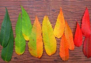 De ce isi schimba frunzele culoarea toamna? Experiment stiintific pentru copii curiosi